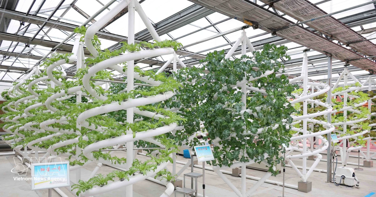 Vietnamese, Chinese localities seek to advance high-tech agricultural cooperation