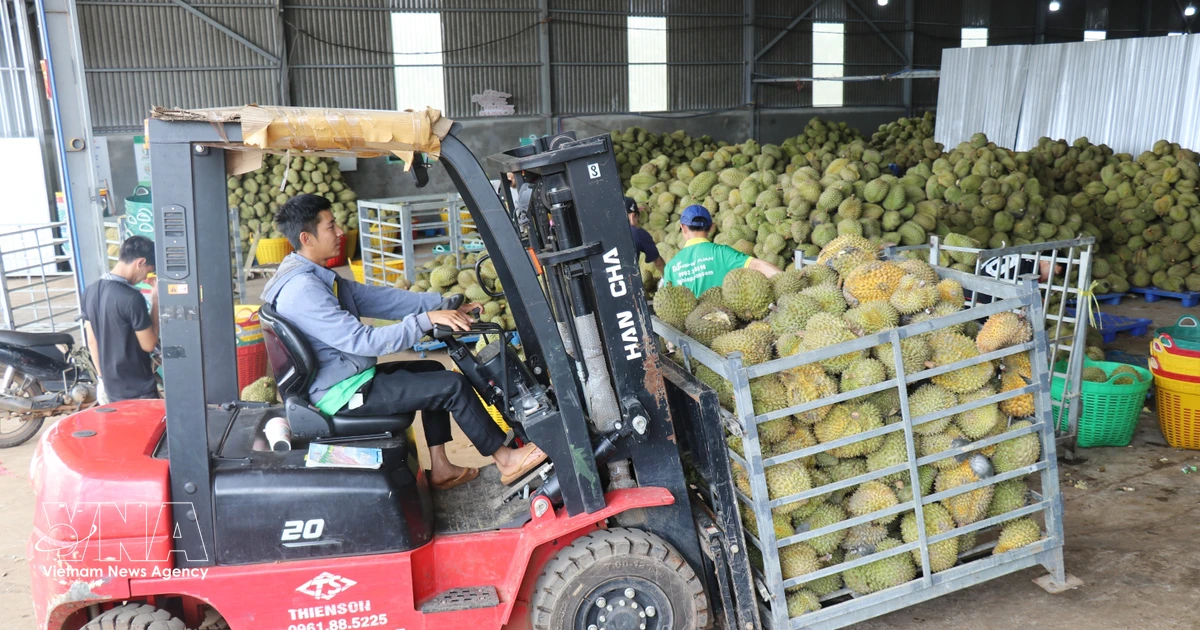 Vietnam targets durian exports of around 4 billion USD in 2026