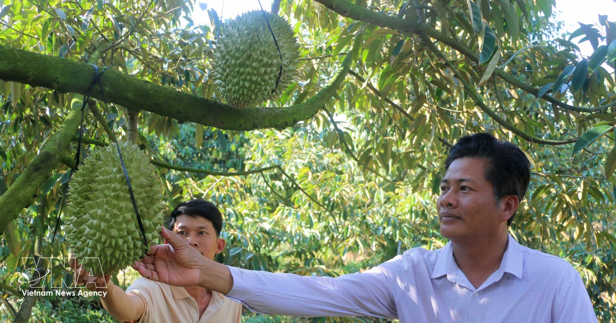 Vietnam promotes finance for green agriculture