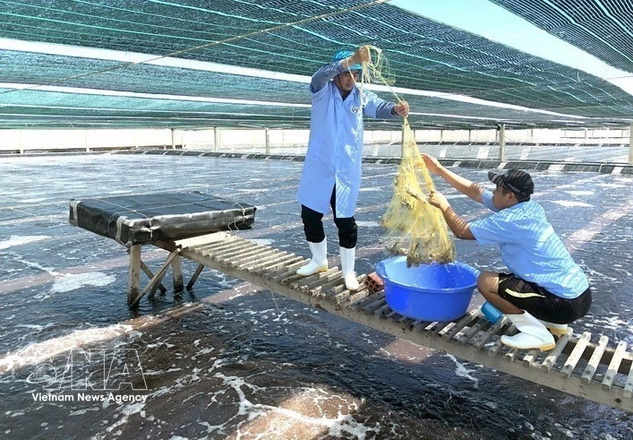 Khanh Hoa overhauls fisheries sector for modern, green, sustainable growth