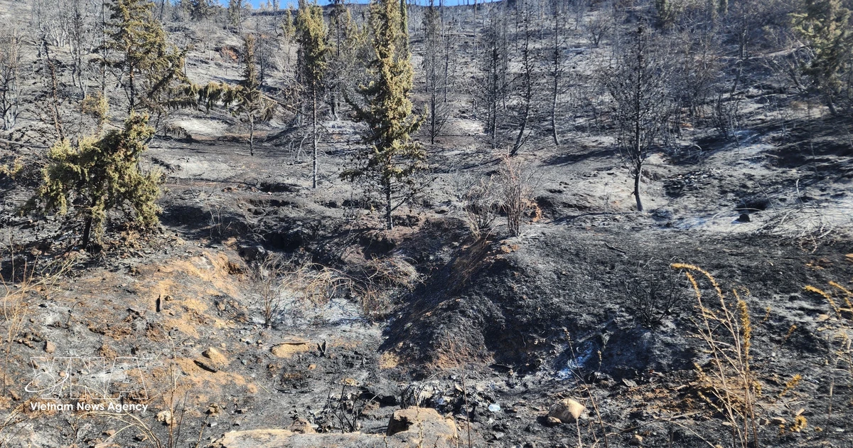 Vietnamese leaders extend condolences to Algeria over deadly forest fires