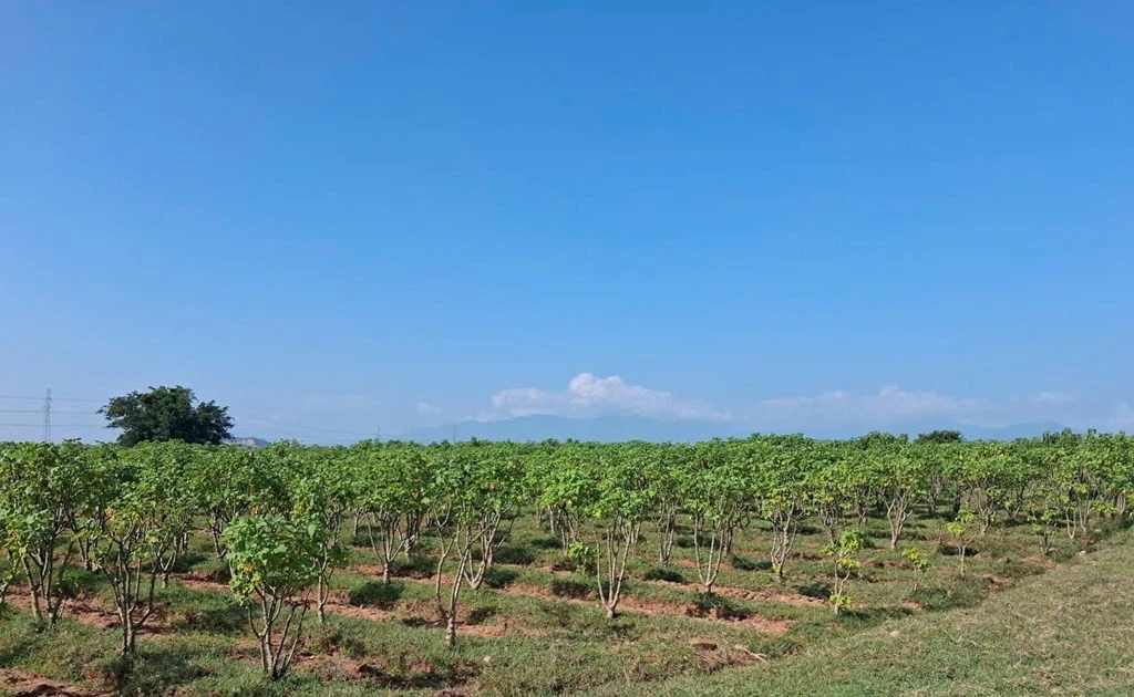 Vietnam – a potential regional supply hub for Jatropha seed oil