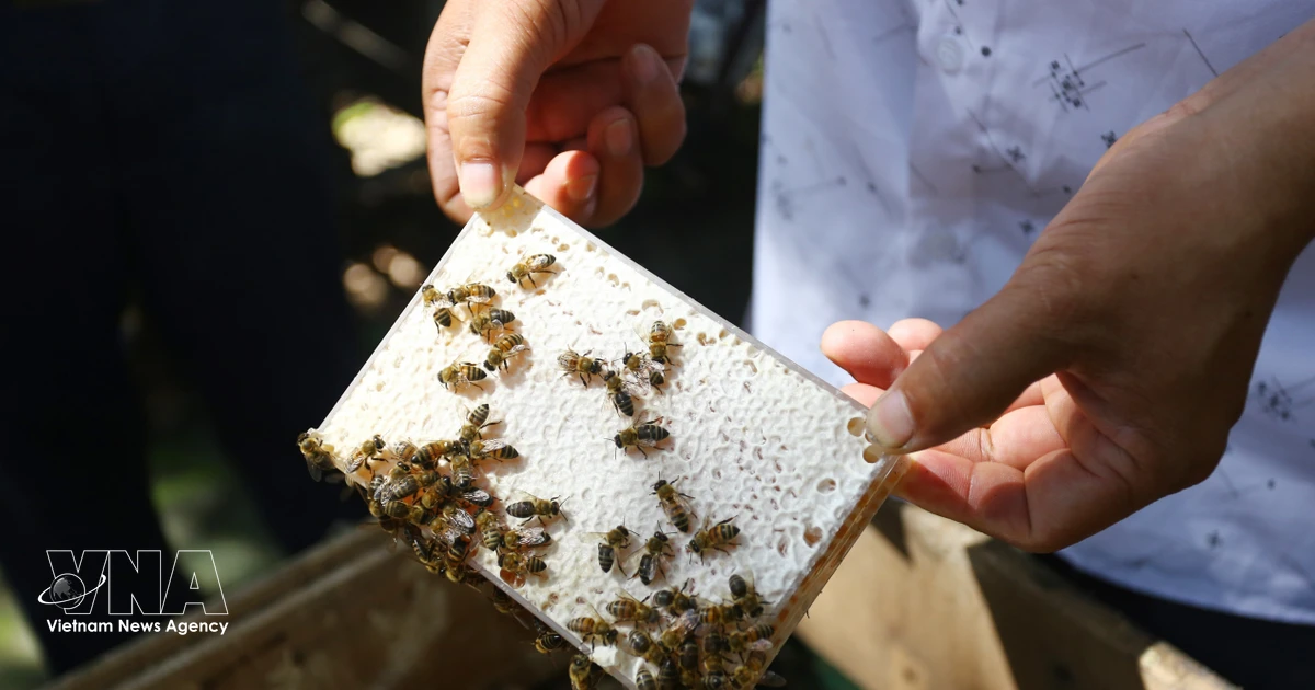 Scientific initiatives add value to Vietnamese farm produce