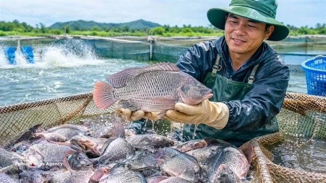 Tilapia exports to Brazil surge 222 times in eight months
