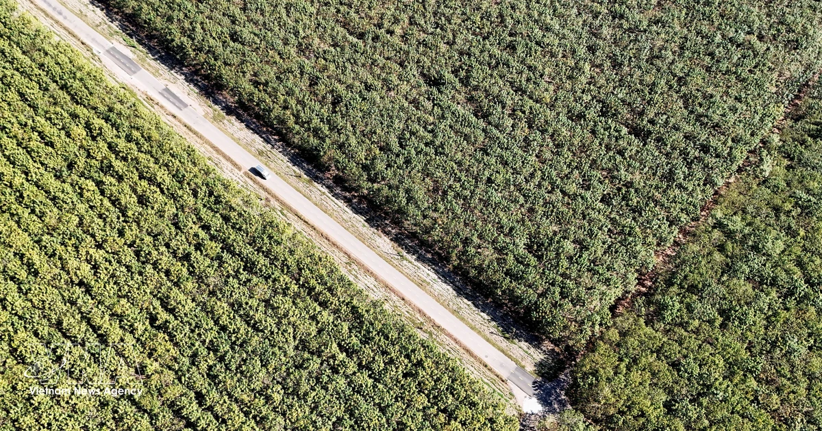Vietnam seeks to raise value of agro-forestry exports by leveraging supply chains