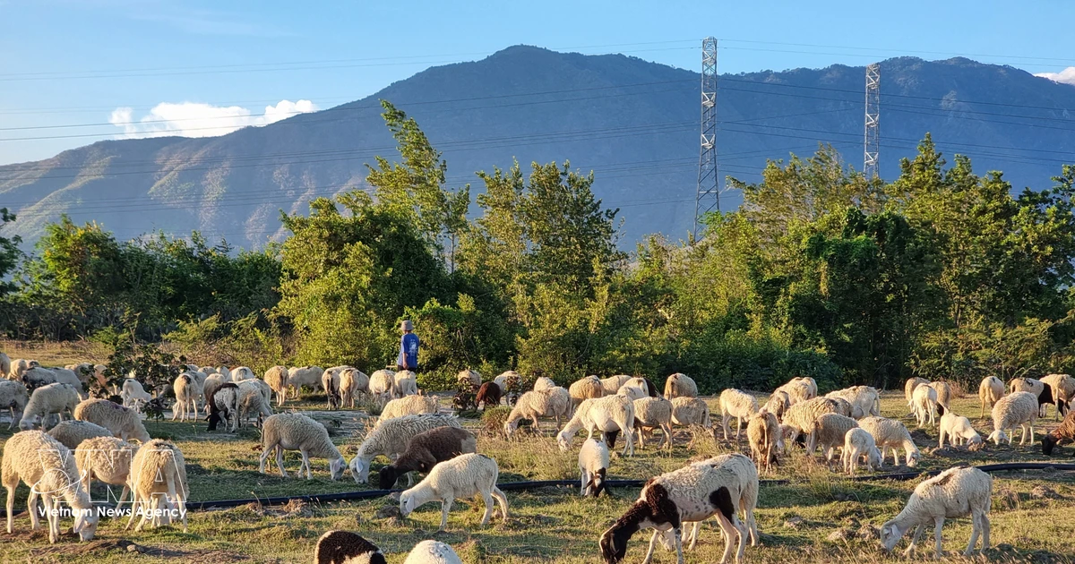 Khanh Hoa province explores Halal ecosystem development
