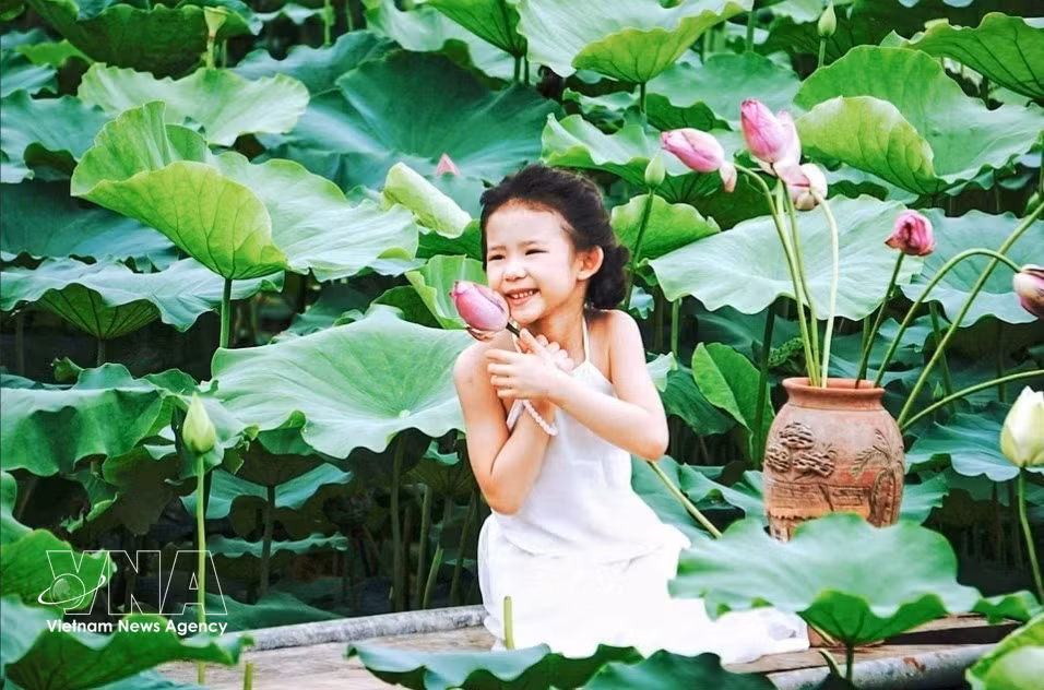 vnanet-lotus-tay-ho.jpg
