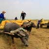 Timeless charm of the Mekong delta: Buffalo carts transporting rice in Dong Thap