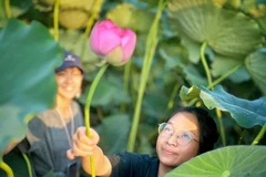 The West Lake lotus pond in Hanoi í a magnet to visitors. (Photo: VNA)