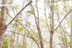 Investment opportunities in Laos awaiting Vietnamese businesses