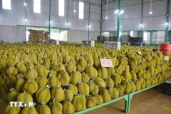 Vietnam ships 3.4 billion USD worth of durians to foreign countries in 2024. (Photo: VNA)