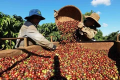 Coffee harvested in Buon Ma Thuot city, the Central Highlands province of Dak Lak (Photo: VNA)