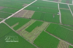 Vietnamese fruits, vegetables gain ground in regional markets