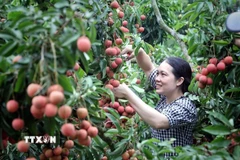 Bac Ninh strengthens efforts to promote lychee exports to North America