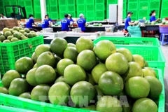 Vietnam’s exporters gear up for recovery as new markets open