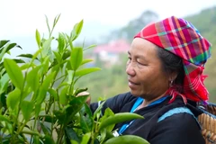 Preserving Suoi Giang tea’s flavour