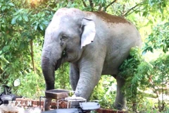 Wild elephants spotted in residential area in Dong Nai