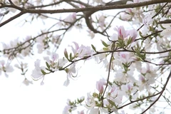 Caring for Bauhinia flowers in preparation for upcoming festival