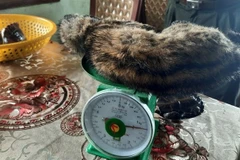 An illegally traded Asian palm civet seized in Hue city (Photo: VNA)