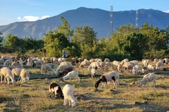 Experiential tourism boosts appeal of coastal Khanh Hoa