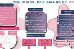 Top destinations for flower viewing during Tet holidays