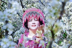 Seasonal flower sightseeing becomes travel trend