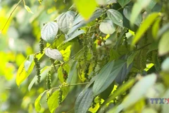 Vietnam’s pepper exports surpass 1 billion USD in first eight months