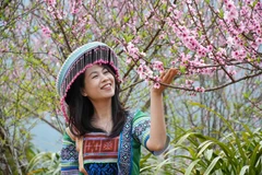 Peach blossoms in full bloom at Sin Suoi Ho community tourism village