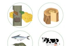First four months of 2025: Agro-forestry-fishery exports rise by 10.7%