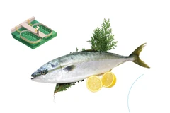 Vietnam becomes the first country to successfully breed yellowtail amberjack