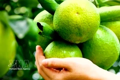 Ho Chi Minh City restructures agriculture for sustainable development