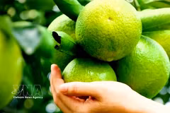Ho Chi Minh City restructures agriculture for sustainable development