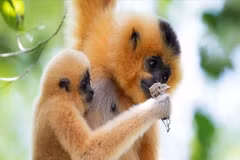 The yellow-cheeked gibbon is a rare primate listed in the Vietnam Red Book. (Photo: VNA)