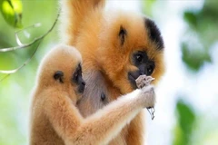 The yellow-cheeked gibbon is a rare primate listed in the Vietnam Red Book. (Photo: VNA)