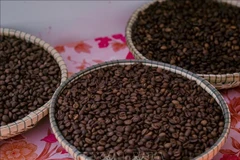 High-quality robusta coffee of the Central Highlands (Photo: VNA)