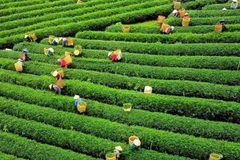 Vietnam’s tea exports hit nearly 12,000 tonnes in October