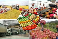 Vietnam gains 28.04 billion USD from exporting agro-forestry-fishery products in the first five months of the year. (Photo: congthuong.vn)