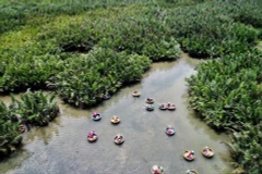 Exploring coconut forest in Cam Thanh village
