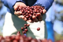 The USDA forecasts a significant increase in global coffee production, driven by recovery in Vietnam and Indonesia's output. (Photo: VNA)