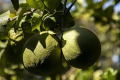 Vietnamese pomelos could be exported to Australia provided they comply with pest control measures and phytosanitary protocols. (Photo: VNA)