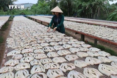Bustling dry fish village in Dong Thap gears up for Tet