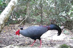 Siamese Fireback (Lopura diardi), listed in Vietnam's Red Data Book, is recorded at the Ea So Nature Reserve. (Photo: VNA)