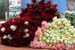 Where roses bloom, poverty fades: The K’Ho story