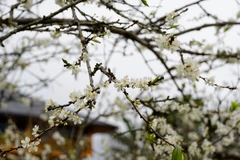 White plum blossoms blanket Bac Ha highlands