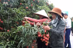 This year, the Thanh Ha lychee yield is around 38,000 tonnes. (Photo: VNA)
