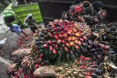 Workers load fresh fruit bunches onto a truck in Jambi. (Photo: Antara) 