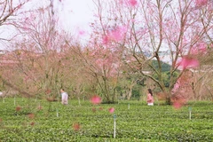 Da Lat’s charm in cherry blossom season