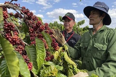 Coffee exports hit target, set for record 7.5 billion USD