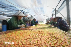 Resolution No.68-NQ/TW is implemented to unlock resources for more than 940,000 private firms and 5.2 million business households nationwide. (Photo: VNA)