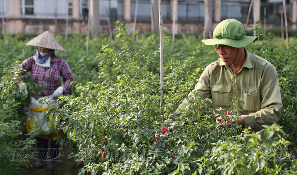 Farmers harvesting organic chili peppers at Van Duc Cooperative. (Photo: VNP/VNA)